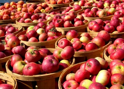 картинки : яблоко, черное и белое, фрукты, милая, круглый, Пища, Красный,  производить, Свежий, сад, монохромный, время года, Крупным планом, задний  план, Яблоки, обои, сделка, Внутренний, Витамины, Импортированный, Любимый,  Макросъемка ...