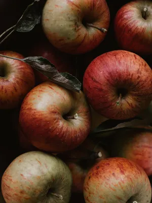 Яблоки на ветке» картина Вавейкина Виктора маслом на холсте — купить на  ArtNow.ru