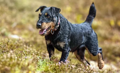 Породы собак Немецкий ягдтерьер стоковое фото ©DevidDO 282484266