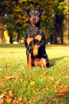 ✓ Ягдтерьер - охотничий пёс, страстный темпераментный охотник. Порода собак  из Германии - YouTube