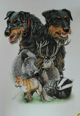 Иллюстрация Норные собаки. Ягдтерьер. в стиле графика |