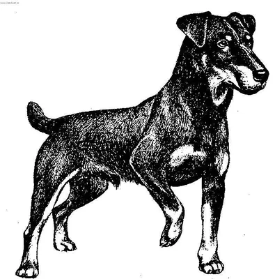 Комбинезон для собаки ЯГДТЕРЬЕР, дождевик без подкладки, НА КОБЕЛЯ, длина  спины 41см, обхват груди 54см, ТУЗИК