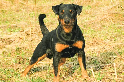 Ягдтерьер (Немецкий ягдтерьер) / Deutcher Jagdterrier (German Hunting  Terrier) - PetsPoint.ru