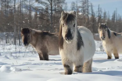 Якутская лошадь: не замерзает даже при -70 °С. Эволюция «создала»  уникальный вид | Заметки о животных | Дзен