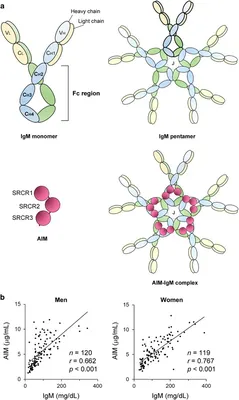 Antibodies IgM Pentamer Sticker – Cell Cartoons