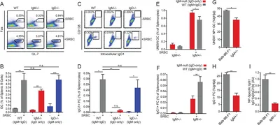 IgM and IgD B cell receptors differentially respond to endogenous antigens  and control B cell fate | eLife