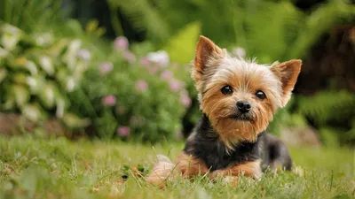 Йоркширский терьер собака: фото, характер, описание породы