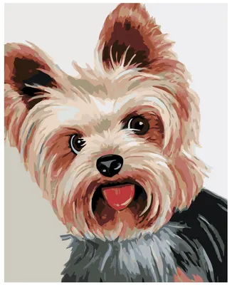 Йоркширский терьер собаки смешной Портрет Стоковое Фото - изображение  насчитывающей терьер, смешно: 50074380
