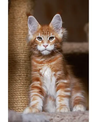 Наполнитель для кошачьего туалета Ёшкин кот - «\"Ёшкин кот\" - идеальный  силикагель для дома, где кот живёт! Сравнение разных наполнителей в  отзыве.» | отзывы
