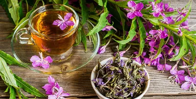 Иван-чай: от подделки китайского чая до национального напитка | МПБК  Очаково - натуральные напитки