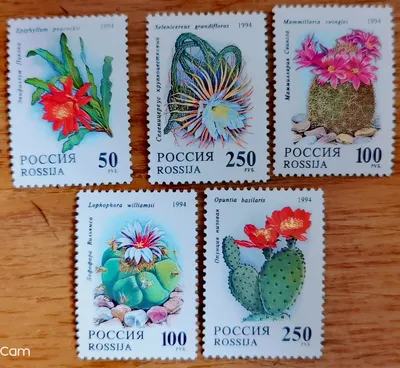Fuchsia Mini Crochet Cactus - Plant Gift Boxes – Paloverde Botanicals