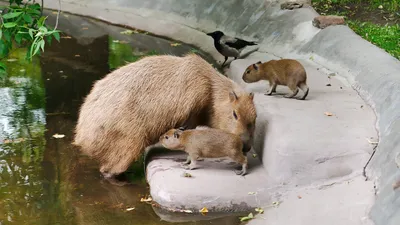В Новосибирском зоопарке капибара пыталась облизнуть посетительницу март  2022 года - 24 марта 2022 - НГС.ру