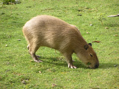 Capybara Song / Капибара | Know Your Meme