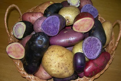 Семенной картофель Краса Мещеры 2 кг