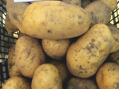 Белый картофель весовой (средний вес: 1200 г) - купить с доставкой в  Ростове-на-Дону - STORUM