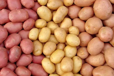 Популярні сорти картоплі для посадки в Україні — інтернет-магазин товарів  для саду та городу Лето 🌿