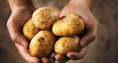 День картоплі (2024) - DAY TODAY