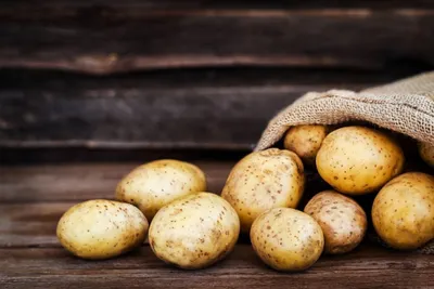 Як зібрати великий урожай картоплі і що додавати в землю навесні - Апостроф