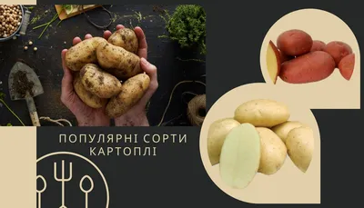 Нові фаворити сезону: які сорти картоплі обирають українські фермери -  Новини АПК | Головні фермерські новини України