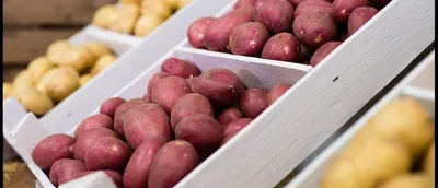Агріко Україна пропонує купити насіння картоплі з Голландії - насіннєва  картопля в Україні