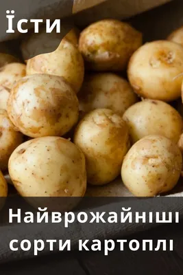 Найврожайніші та ультраранні сорти картоплі | Food, Vegetables, Potatoes