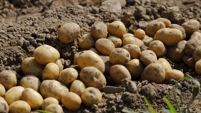 Що заборонено садити після картоплі - перелік рослин | РБК Украина