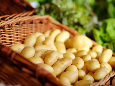 Сорти картоплі — рейтинг Зеленої садиби | Назви, опис, фото, відгуки
