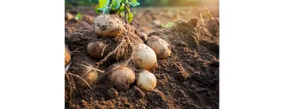 Calaméo - Каталог голландських сортів картоплі від компанії IPM Potato