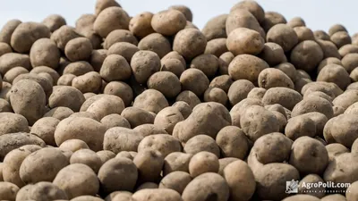 Страви з картоплі: ТОП-6 рецептів | Блог METRO
