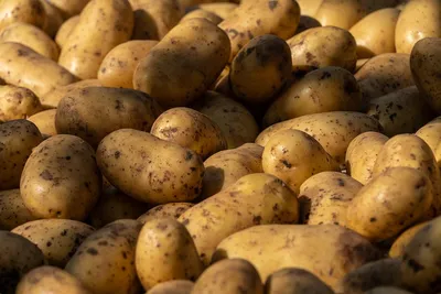 Стимулятор росту Регоплант (для картоплі), 10 мл купить 〛по выгодной цене в  Киеве и Украине | Фото | Отзывы