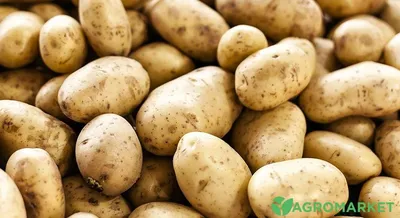 Як визначити хвороби картоплі по зібраному врожаю | GreenPost