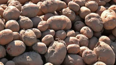 Україна - третя у світі з вирощування картоплі - газета Сільський Господар