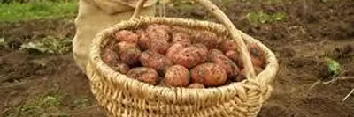 Посадка картоплі по китайському методу - корисні статті про садівництво від  Agro-Market