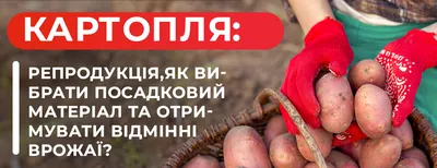 Розпродаж картоплі за зниженими цінами — Agro-Ukraine