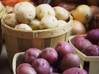 Картоплю не можна садити з такими помилками | РБК Украина