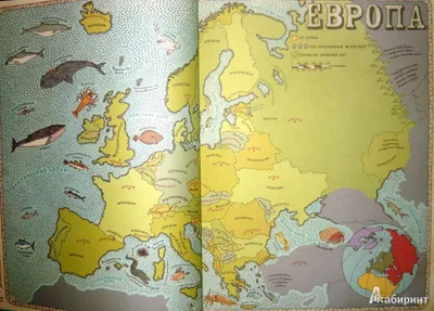 Книга \"Карты. Путешествие в картинках по континентам, морям и культурам мира\"  - Muffinbook - Магазин детских книг и товаров