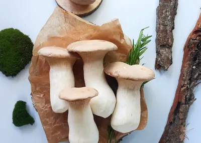 Каталог грибов украины