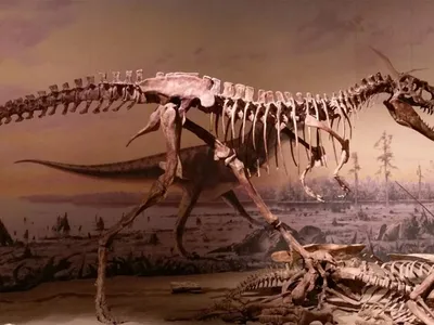 Тираннозавры уничтожали не только травоядных динозавров, но и  среднеразмерных хищников | Пикабу