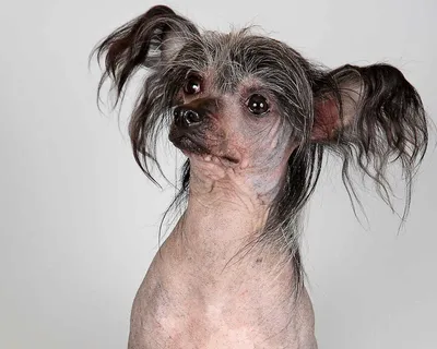 Китайская хохлатая: самая некрасивая в мире порода собак | STENA.ee