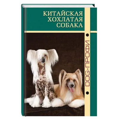 Пропала китайская хохлатая собака, голый кобель, белый в пятнах» — Яндекс  Кью