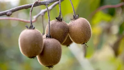 Что стоит знать туристам про фрукт Киви