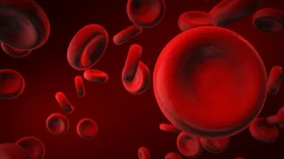 Атлас клеток крови