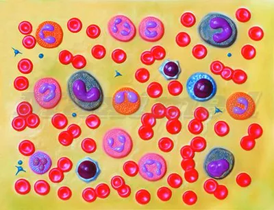 Клетки Крови — стоковые фотографии и другие картинки Кровь - Кровь, Клетка  крови, Красная кровяная клетка - iStock