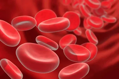 Клетки крови человека под микроскопом - информационная статья от  интернет-магазина оптики Veber