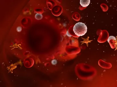 Ученые поняли, как клетки кровеносных сосудов превращаются в стволовые клетки  крови