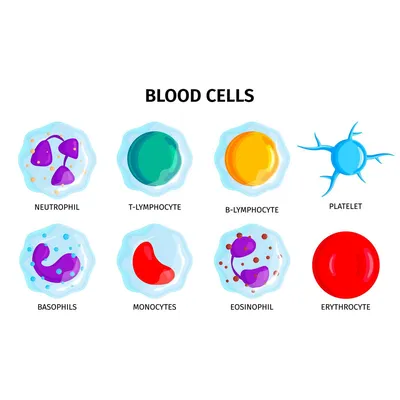 Атлас клеток крови для программы Дианел®-Микро