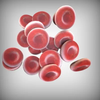 Исследована морфология клеток крови белух