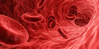 Клетки крови человека под микроскопом - информационная статья от  интернет-магазина оптики Veber