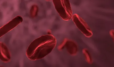 клетки крови вены кровь анимированная 3D Модель $9 - .c4d - Free3D