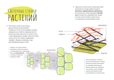Цитоплазма. Клеточные органеллы, TEM стоковое фото ©jlcalvo@ucm.es 180037534
